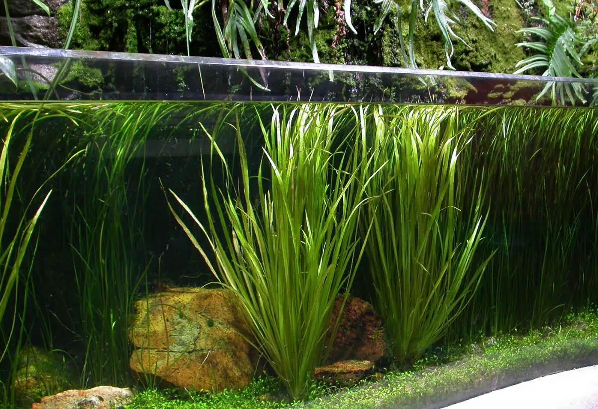Blyxa Aubertii: Guia Completo para Cultivo em Aquários