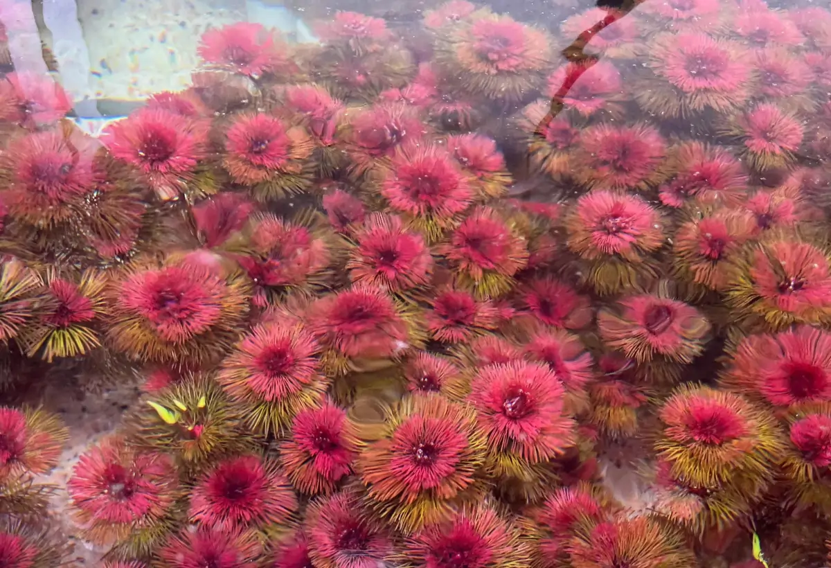 Mergulhando na Beleza: Guia Completo da Cabomba furcata no Aquário