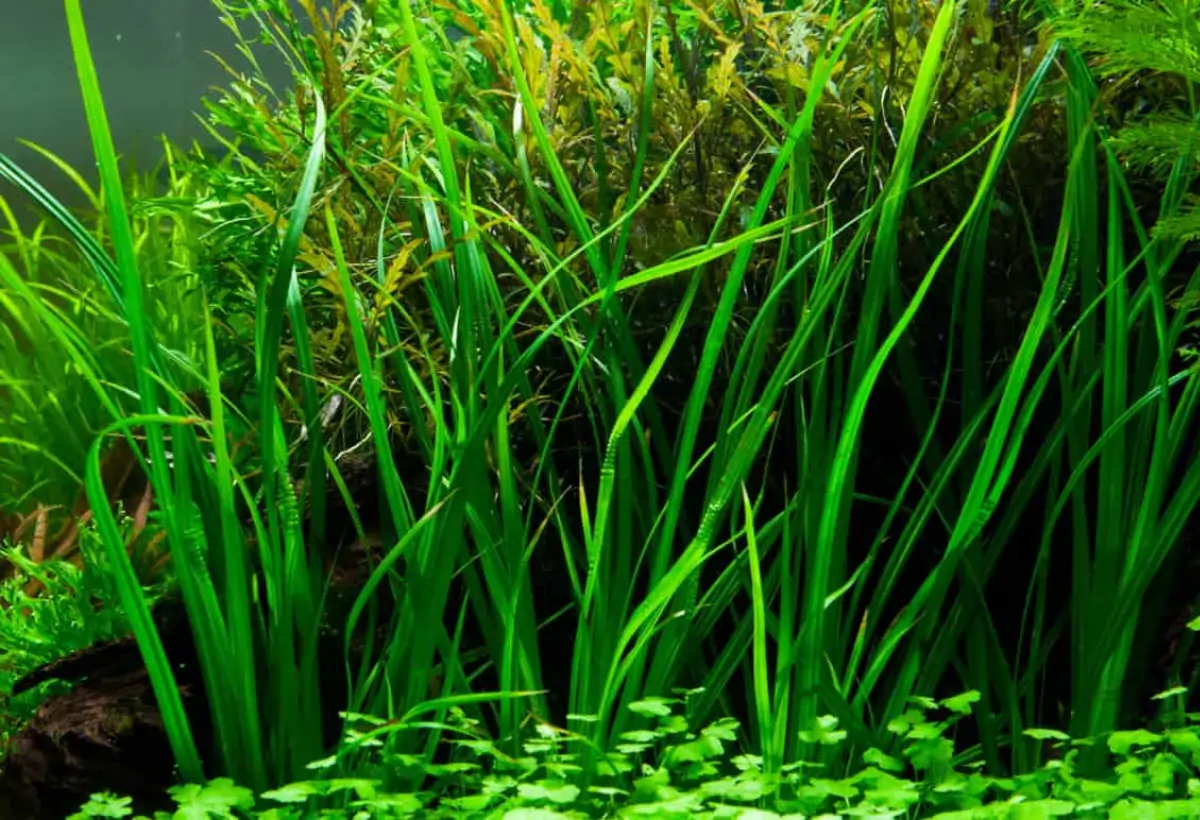 Introdução à Cyperus helferi: O Segredo da Beleza Natural no seu Aquário