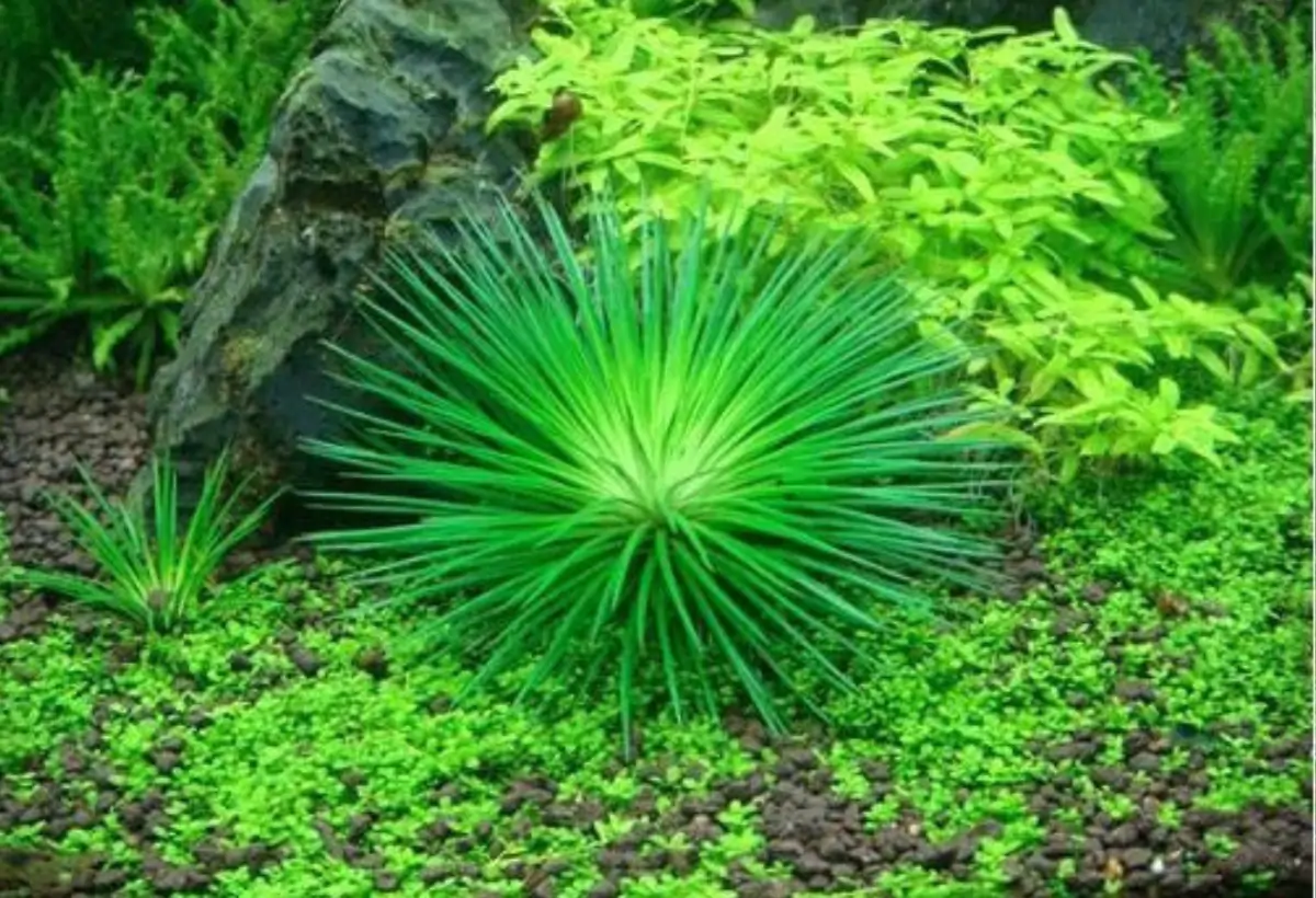 Explorando o Encanto do Eriocaulon Cinereum: Um Guia Completo para o Cultivo em Aquários