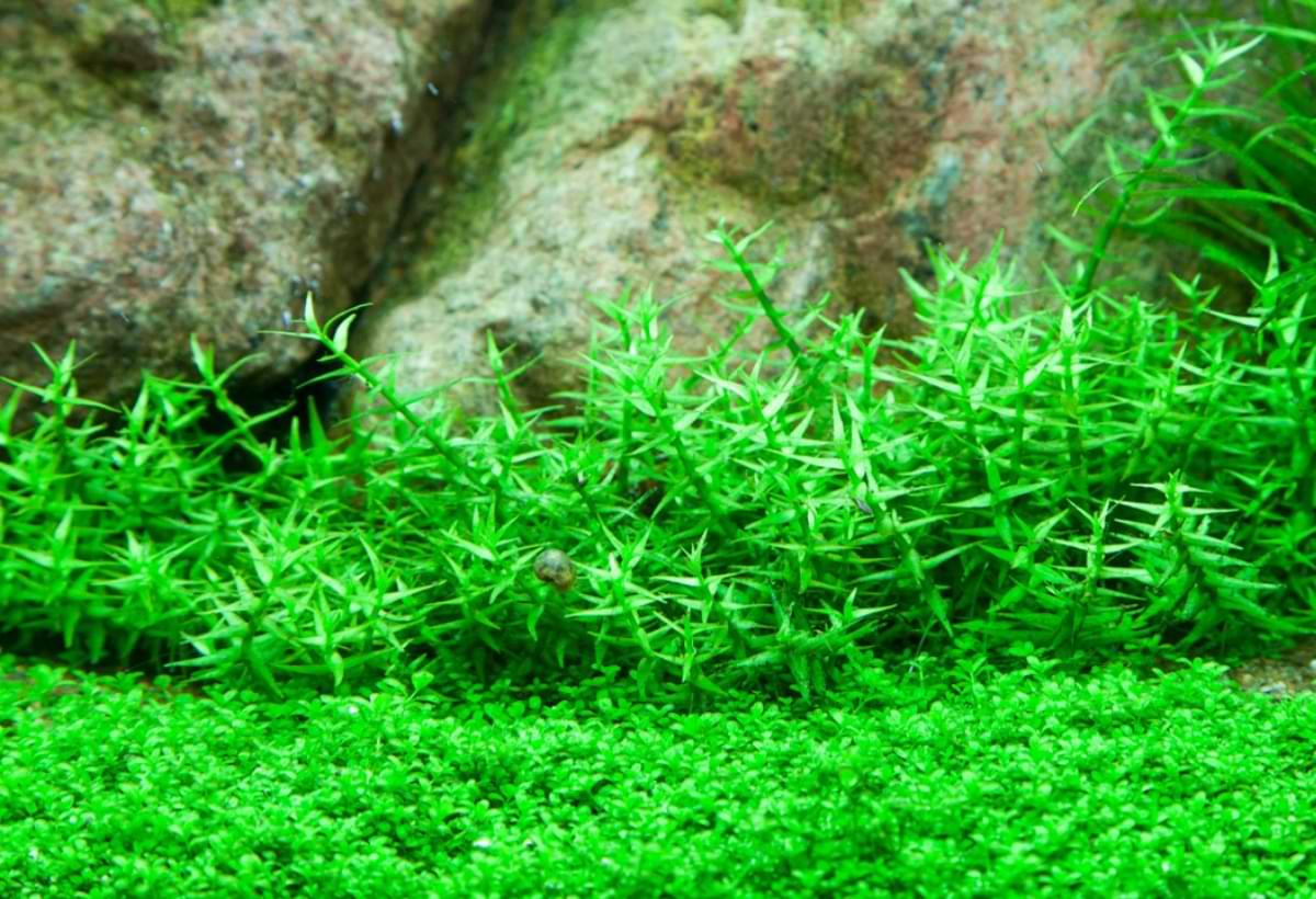 Gratiola viscidula: Guia Completo de Aquariofilia