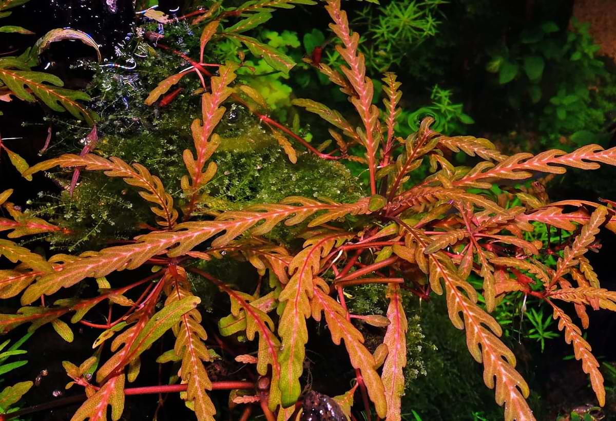 Hygrophila pinnatifida: Guia Completo de Cultivo em Aquários