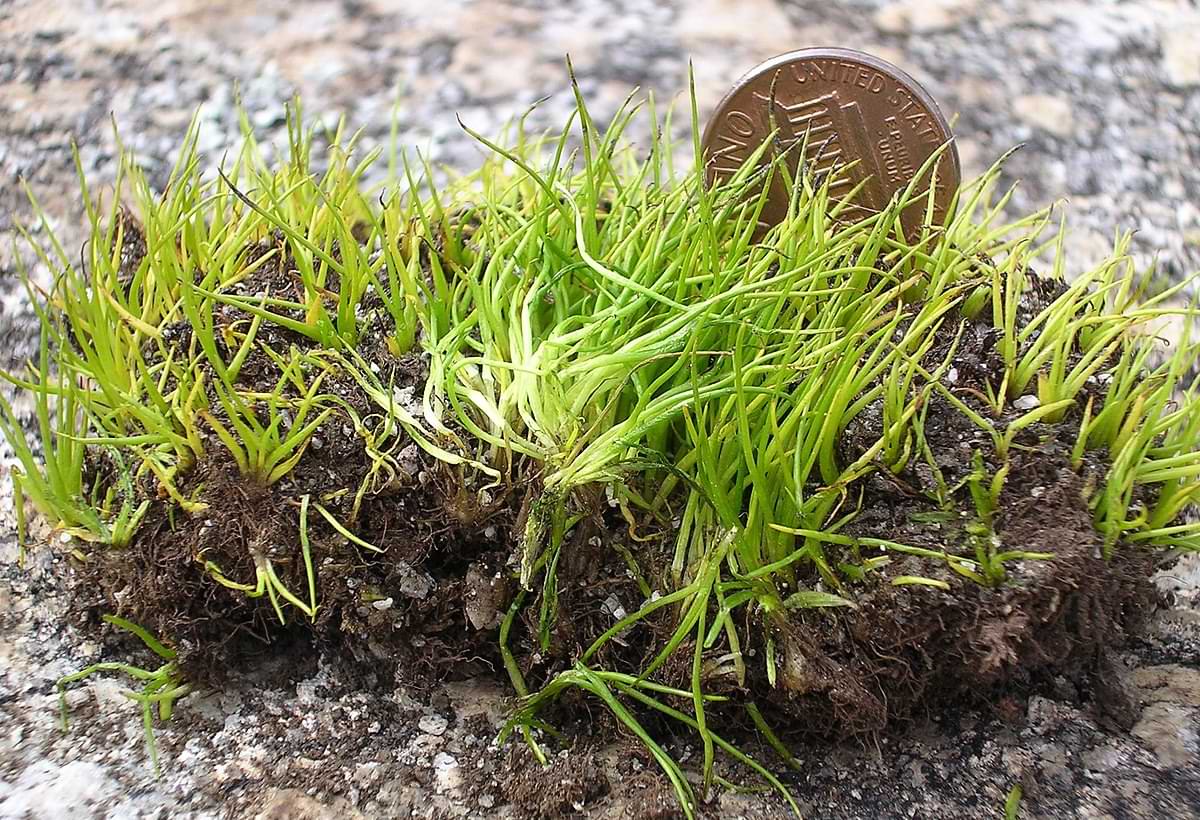 Isoetes japonica: O Segredo para um Aquário Vibrante e Equilibrado