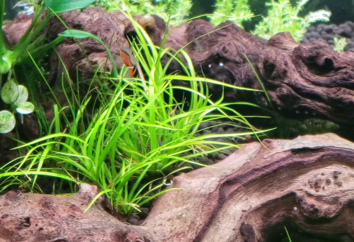 Juncus repens: Guia Completo para Cultivar essa Planta Aquática no Seu Aquário