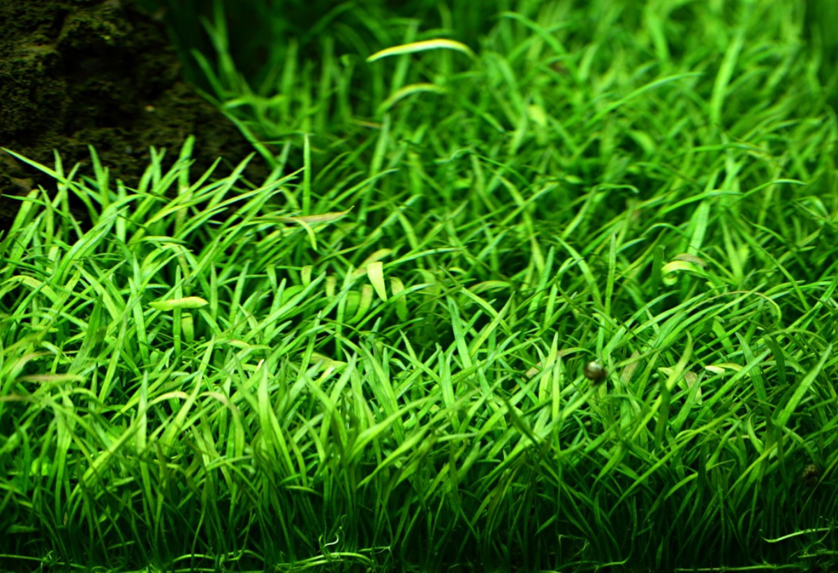 Lilaeopsis brasiliensis no Seu Aquário: Guia Completo de Plantio e Cuidados