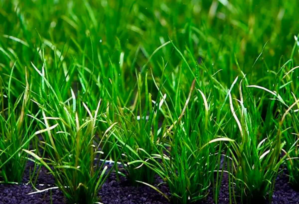 Lilaeopsis mauritiana: Guia Completo para Cultivar no Seu Aquário