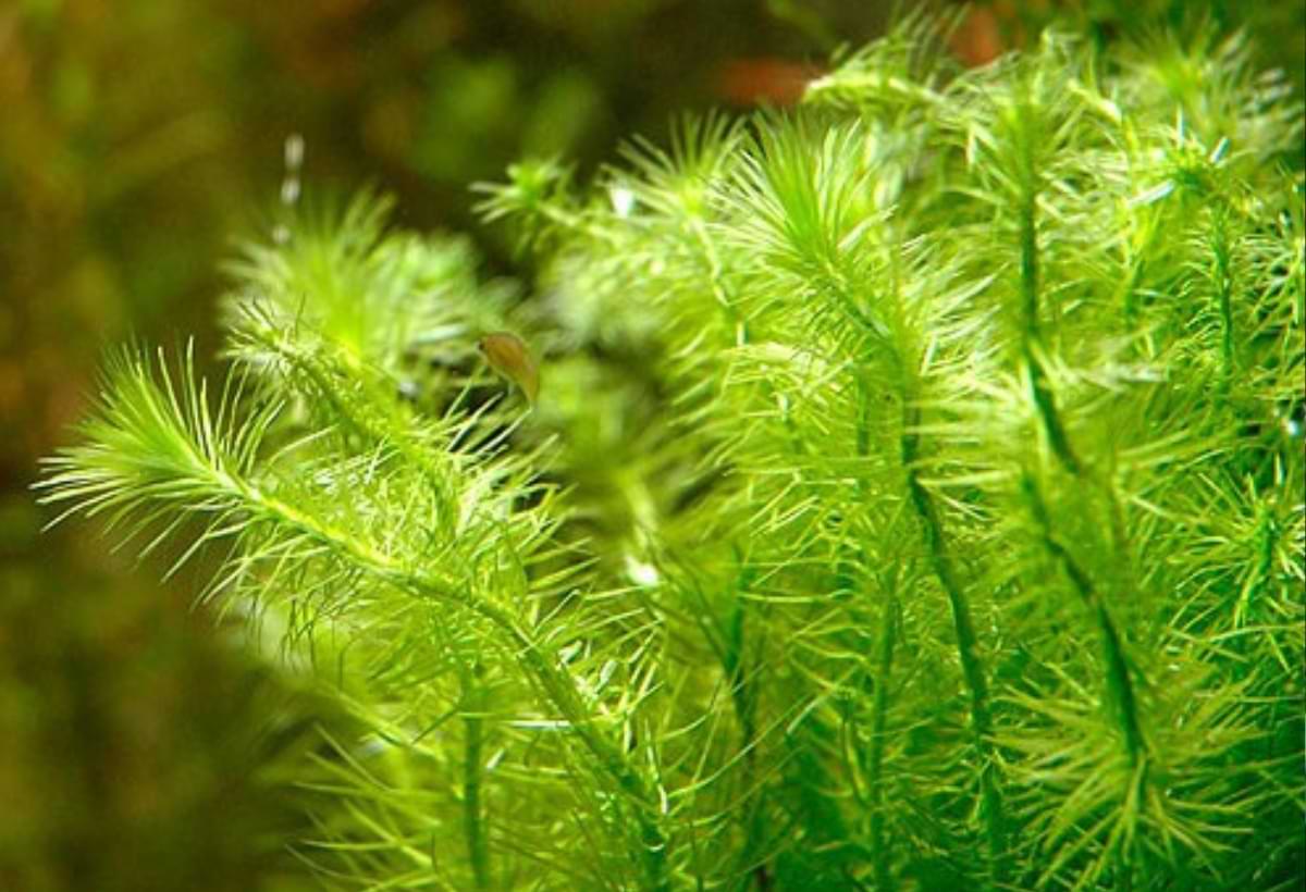 Mayaca fluviatilis no Aquário: Guia Completo da Planta