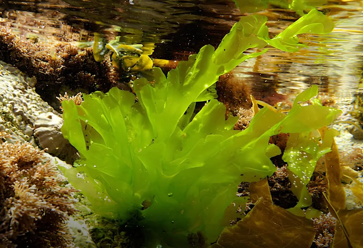 Ulva lactuca: O Verde Que Transforma Seu Aquário