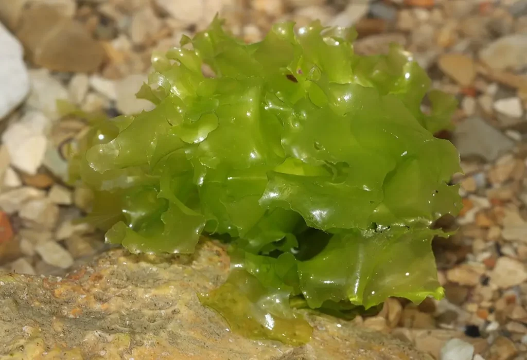 Meersalat-Ulva-lactuca