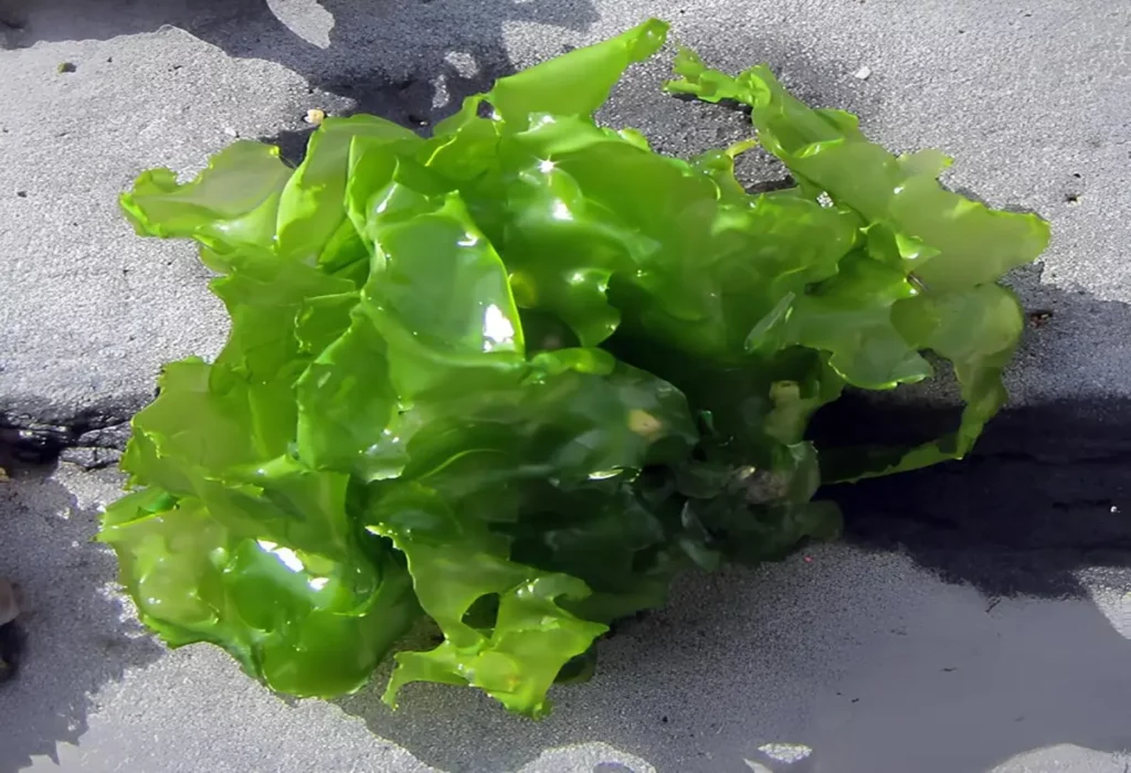 Meersalat-Ulva-lactuca