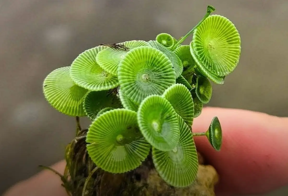 Desvendando a Elegância Aquática da Acetabularia: Um Guia Completo para Cuidar da Alga-Chapéu-de-Sol em Seu Aquário