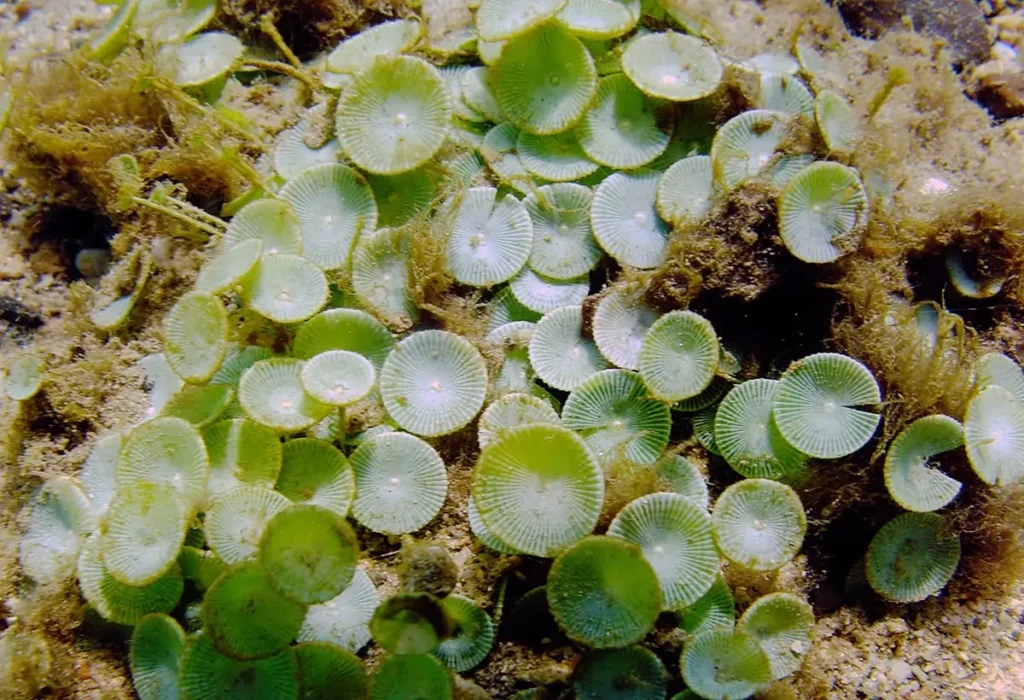 Acetabularia