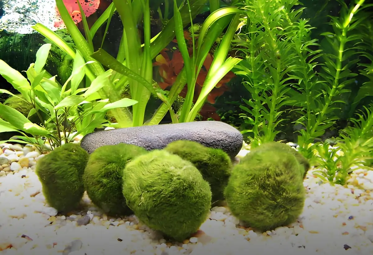 Explorando os Encantos da Cladophora no Aquário: Um Guia Completo