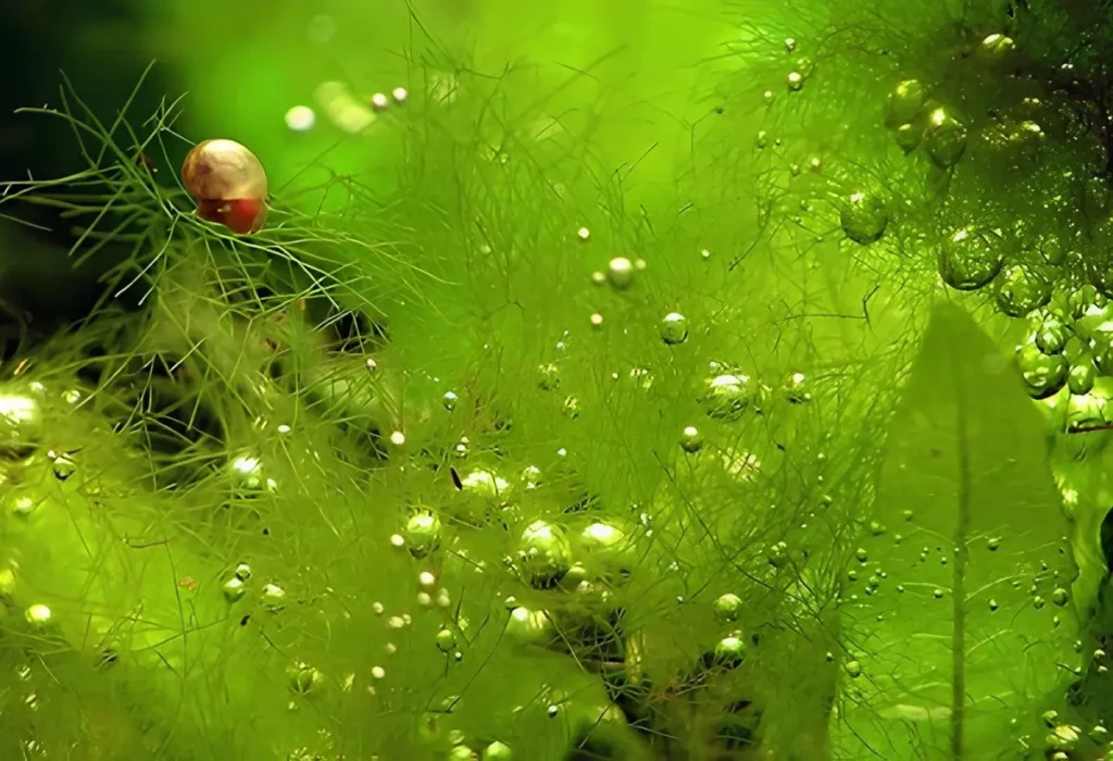Cladophora-no-Aquario-