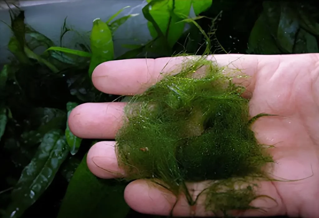 Cladophora-no-Aquario-
