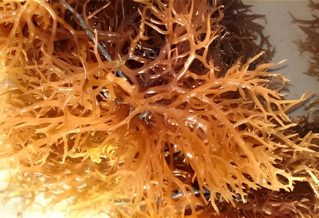 Eucheuma_cultivo