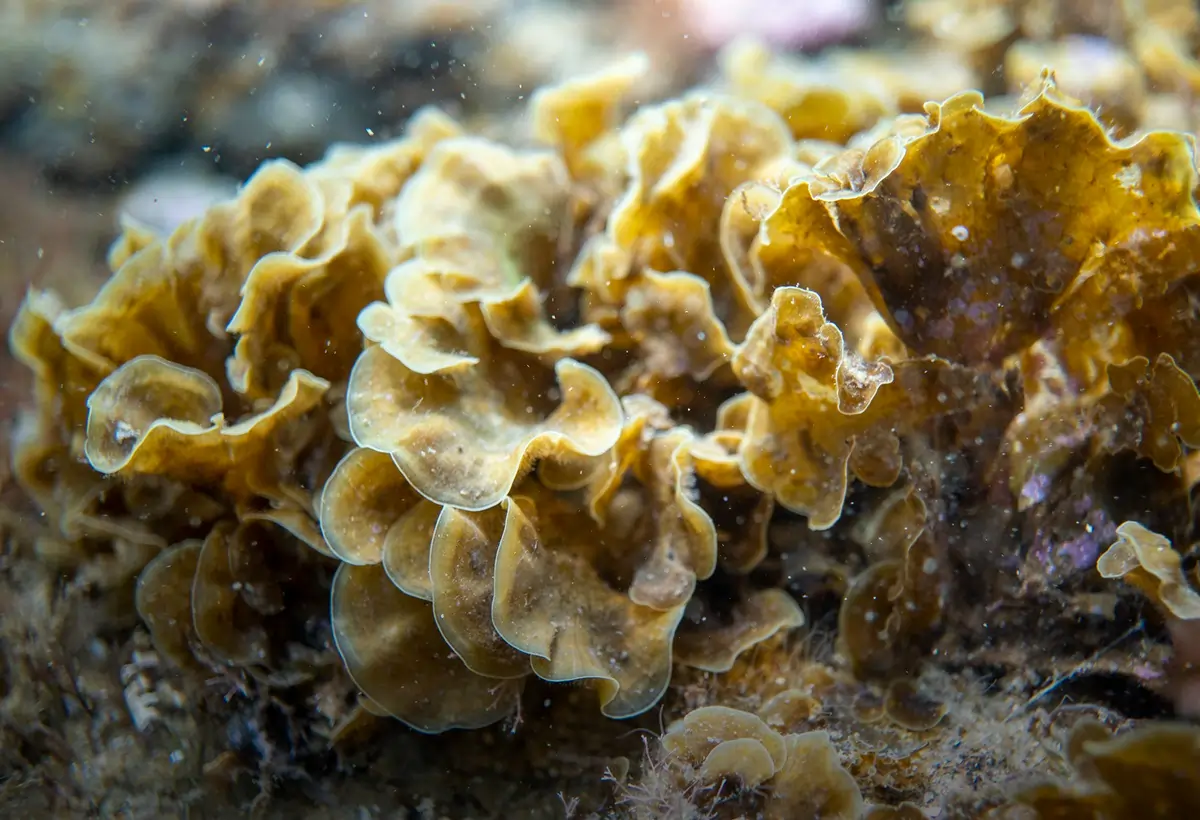 Lobophora variegata: Guia Completo para Cultivar Este Alga Encantadora no Seu Aquário Marine