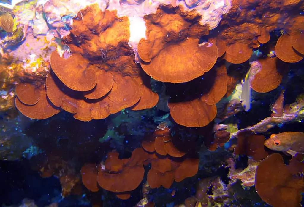 Lobophora-variegata