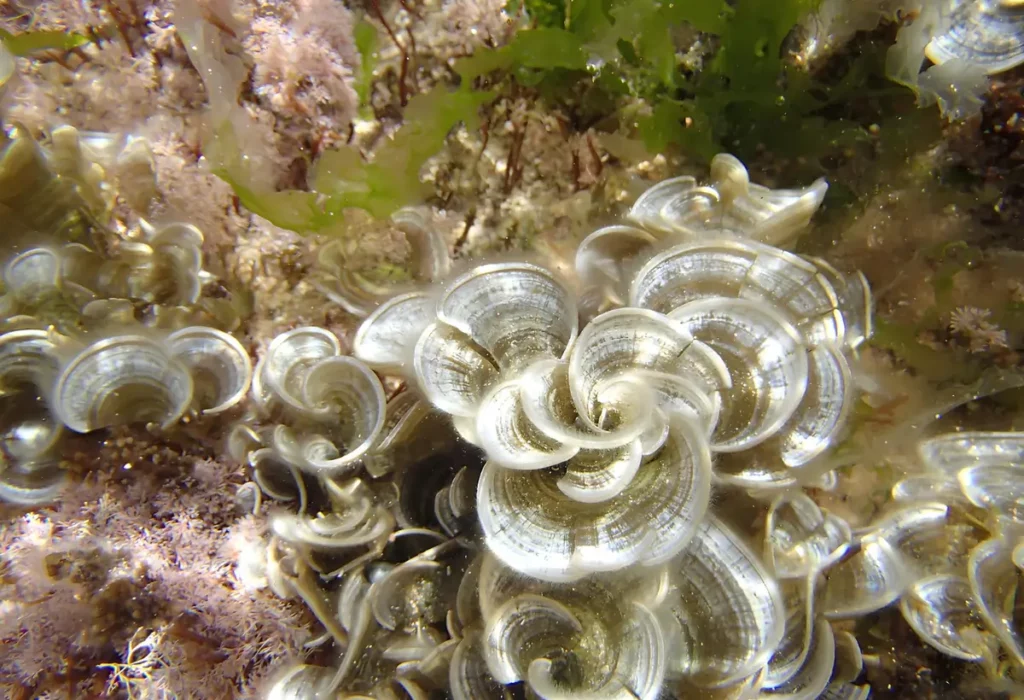 Alga Padina Pavonica.