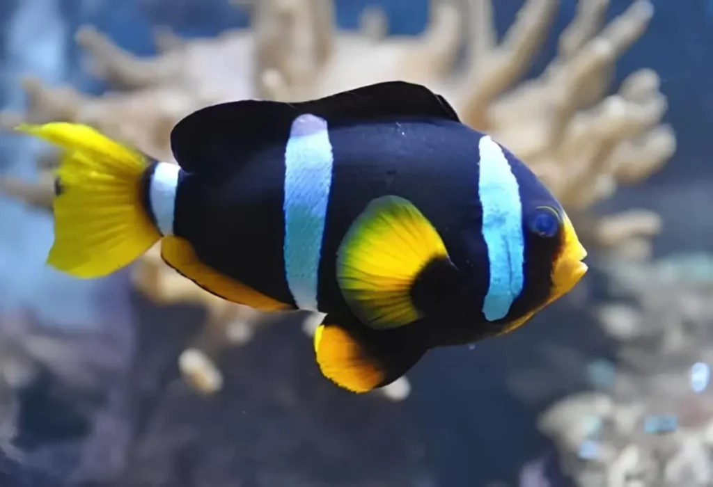 Um Peixe-palhaço de Clark Amphiprion clarkii.