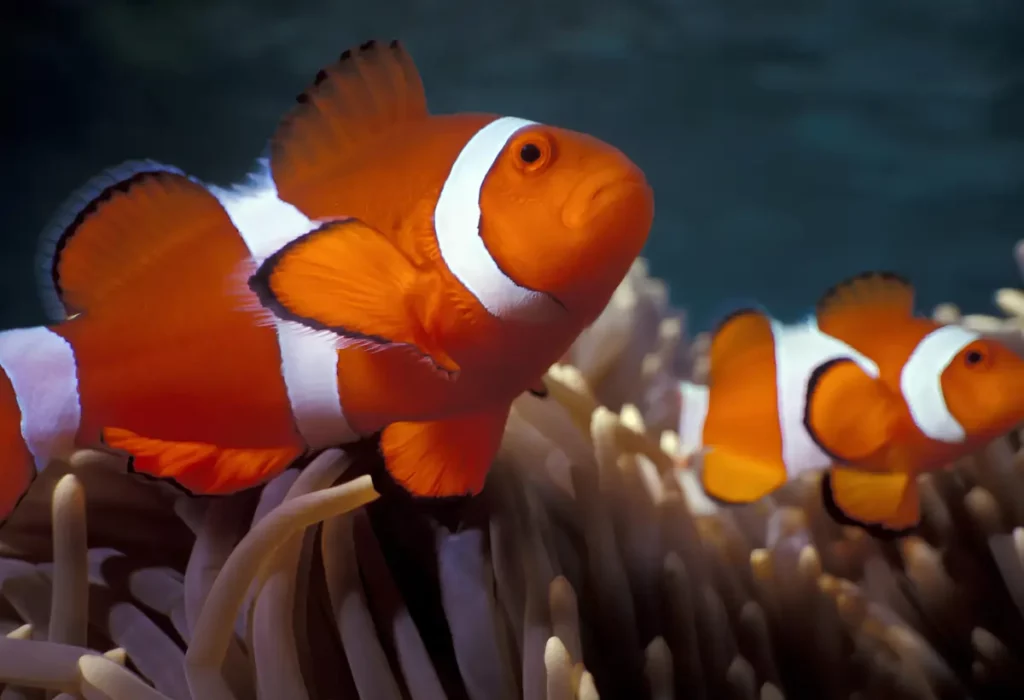 Dois Peixes-Palhaço Nariz-de-Garrafa em um anêmona.