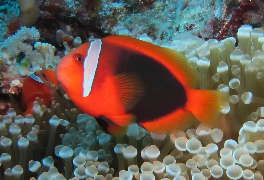 Um Peixe-Palhaço Tomate Amphiprion frenatus.