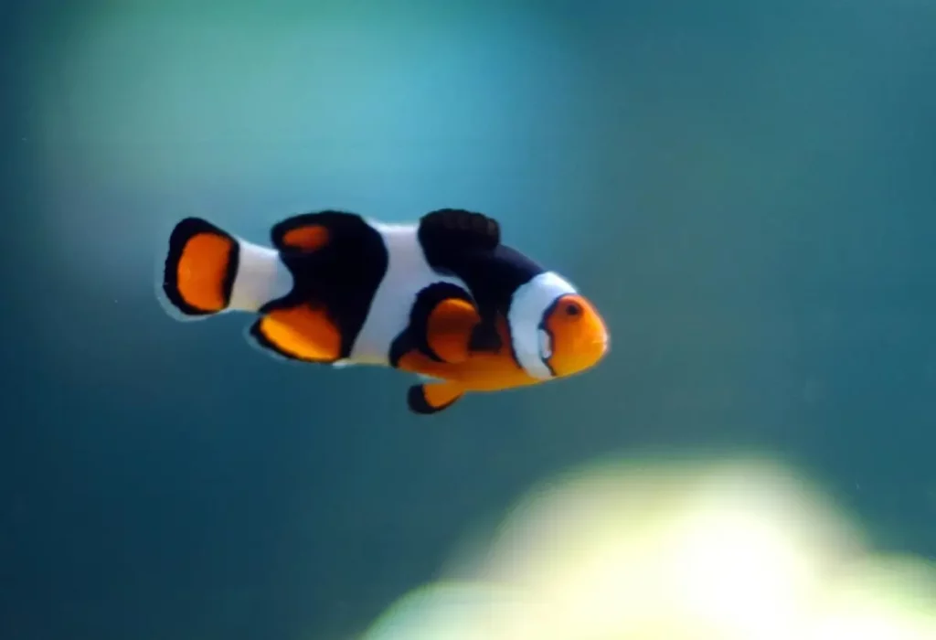 Um Peixe Palhaço Verdadeiro Amphiprion Percula.