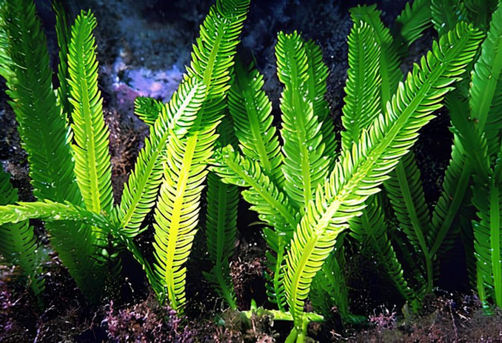 Plantas Caulerpa taxifolia em aquários.