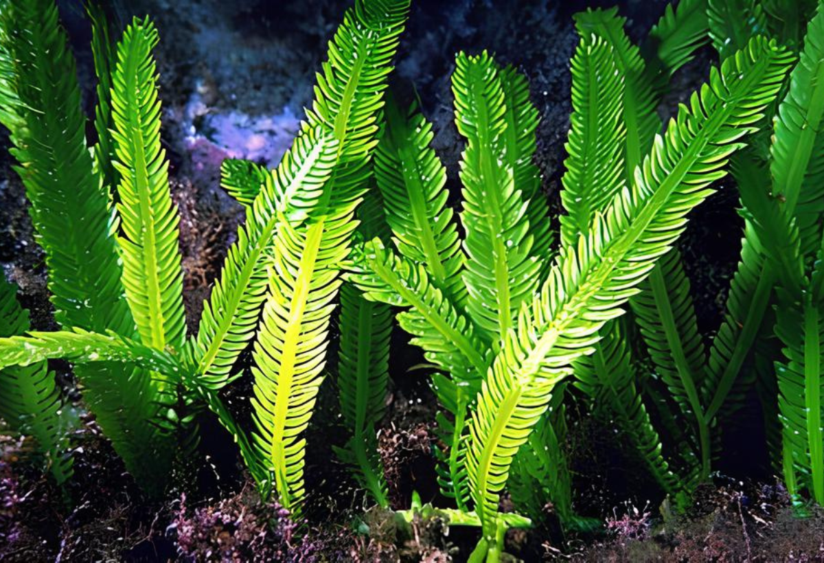 planta planta Caulerpa taxifolia em um aquário grande.