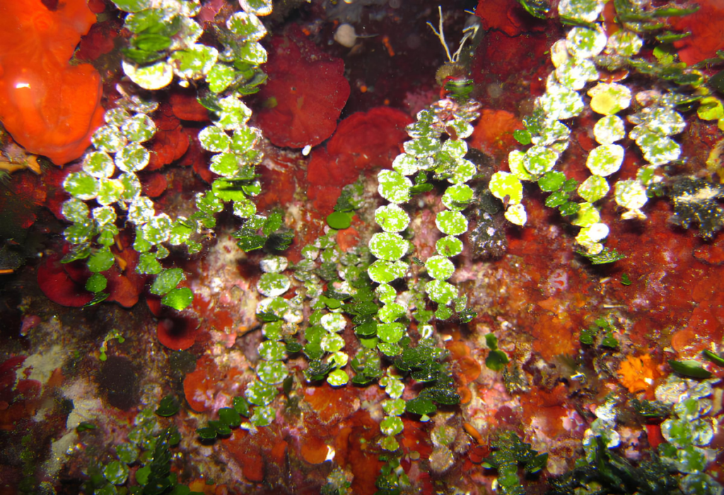 Planta aquática Halimeda Tuna .