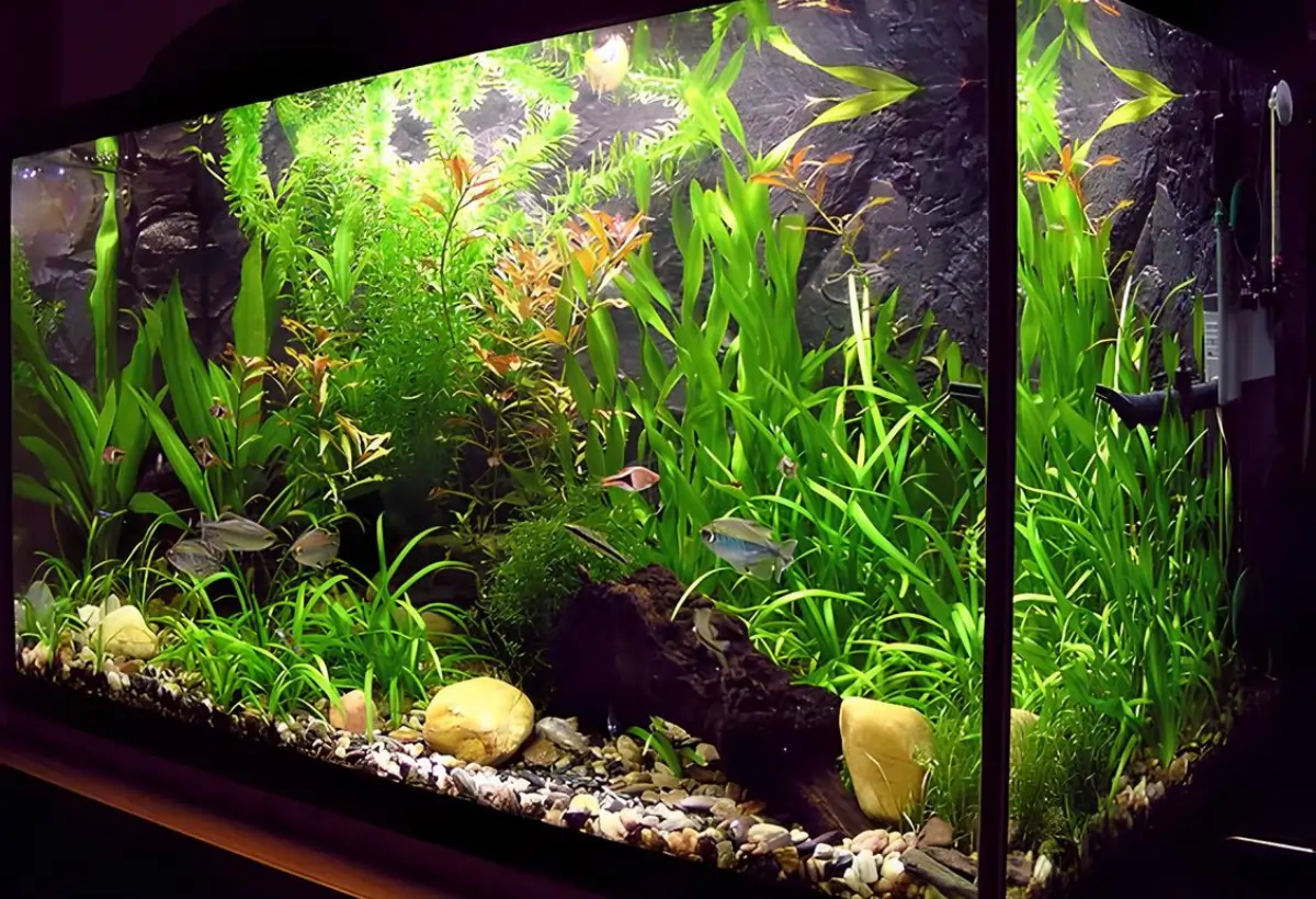 Um aquário grande com várias plantas e peixes.