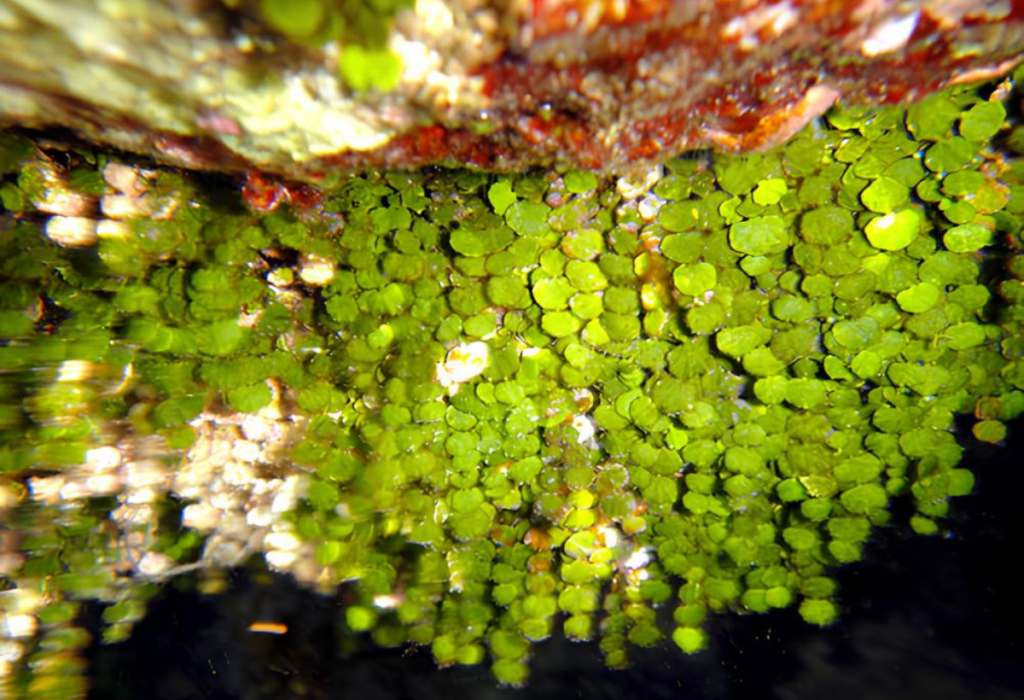 Uma planta aquática Halimeda Tuna .