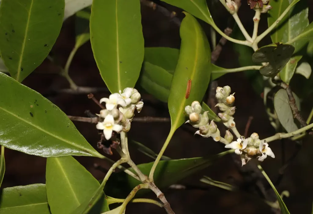 planta aquática da espécie Avicennia germinans ( mangue preto) para cultivar em aquários.