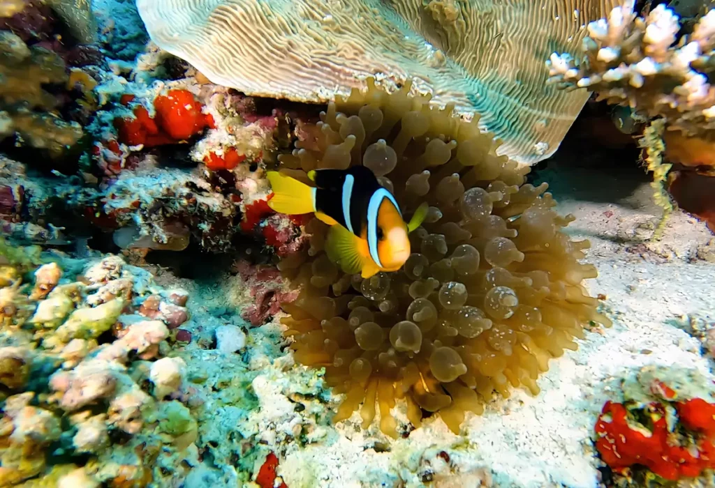 Um Peixe-palhaço de Clark Amphiprion clarkii.