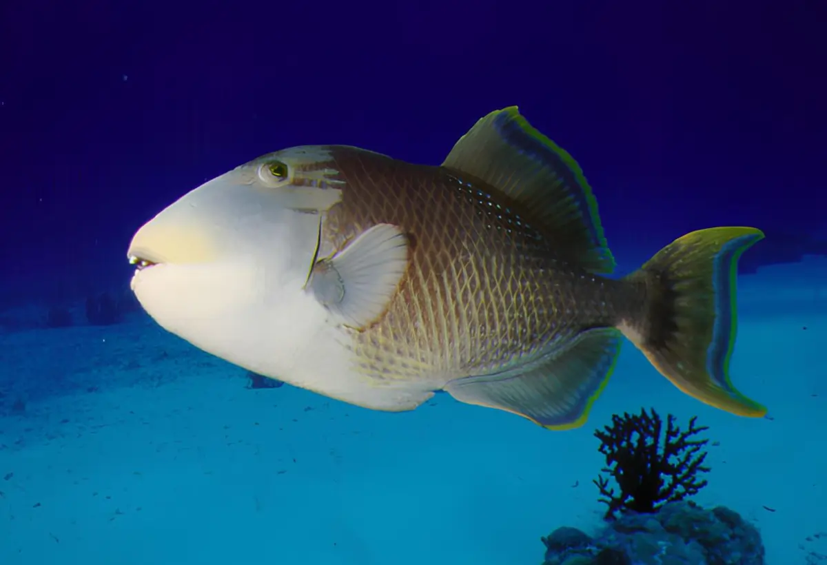 Um peixe-porco arco-íris (pseudobalistes flavimarginatus).