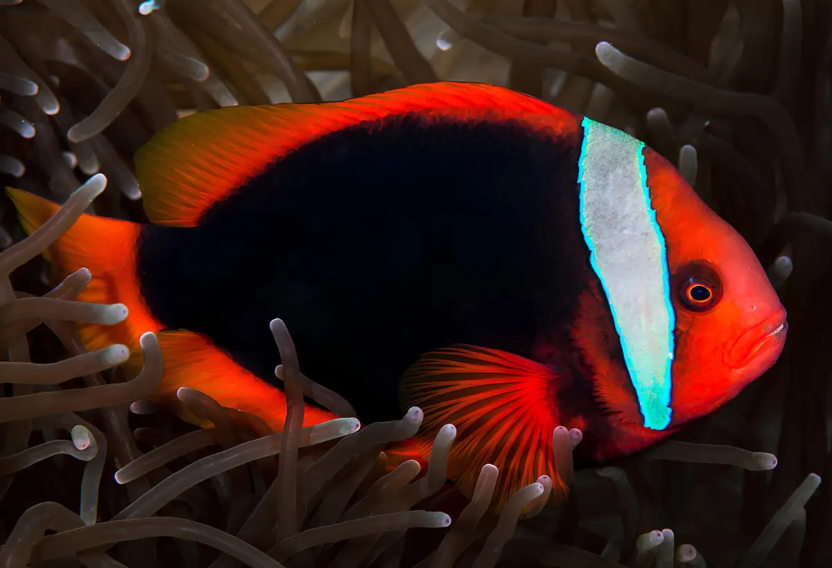 Um Peixe-Palhaço Tomate Amphiprion frenatus em anêmonas.