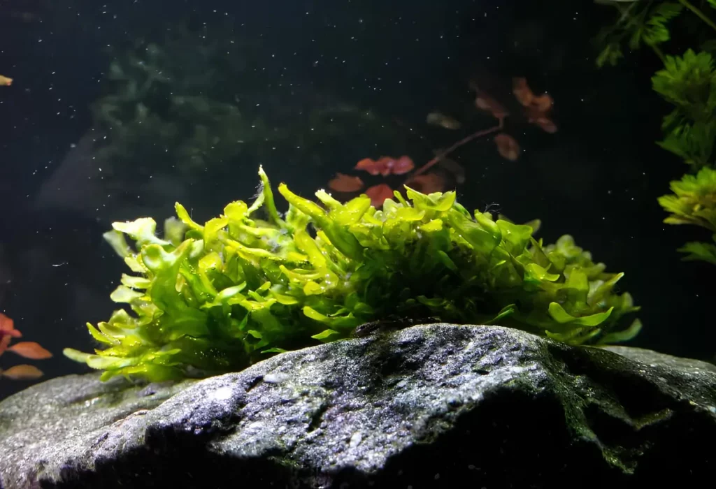 Um planta MONOSOLENIUM TENERUM para aquário.