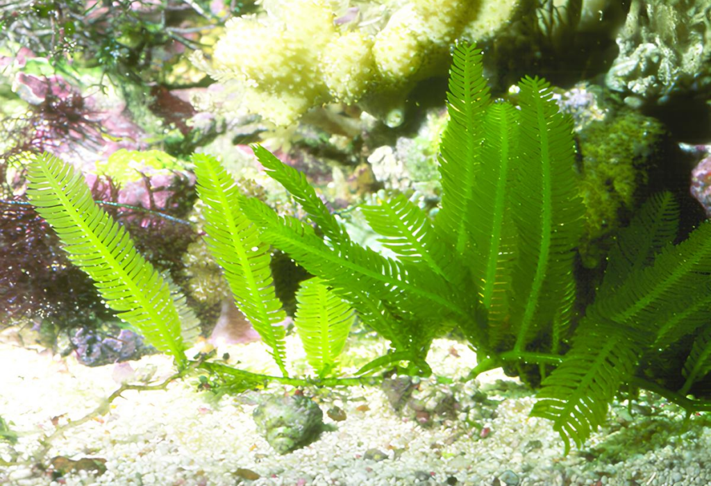 plantas Caulerpa taxifolia.