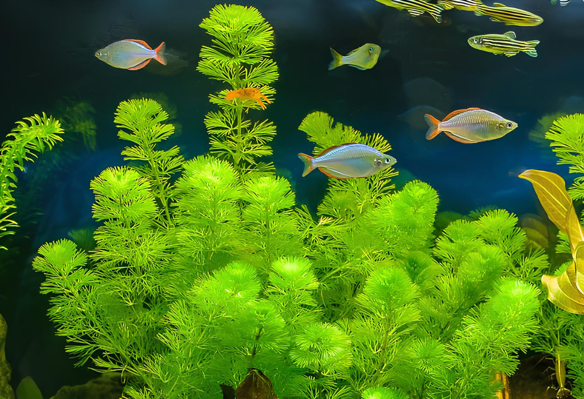 Um aquário com peixes de plantas CABOMBA CAROLINIANA.