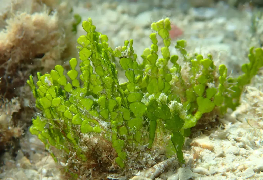 Plantas Halimeda incrassata para aquários