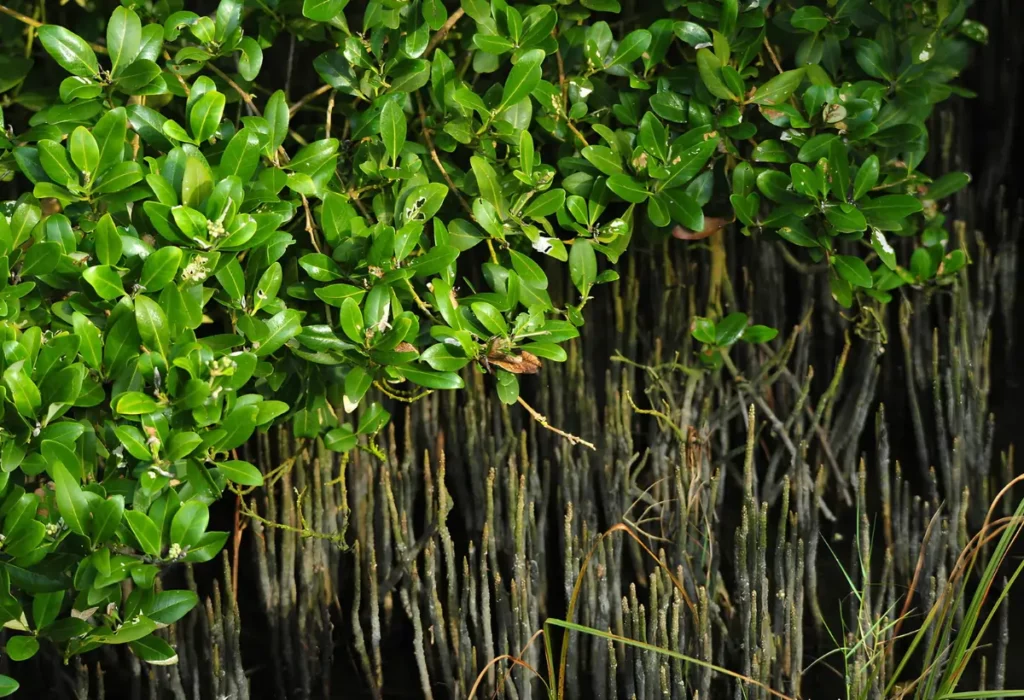 planta Avicennia germinans ( mangue preto)