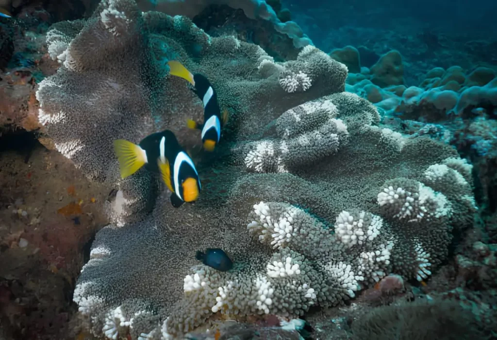 dois Peixe-palhaço de Clark Amphiprion clarkii em um aquário grande.