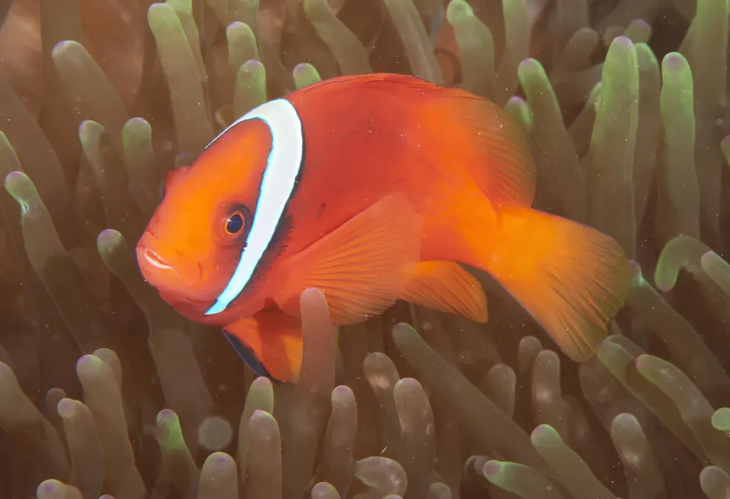 Um Peixe-Palhaço Tomate Amphiprion frenatus em anêmonas.