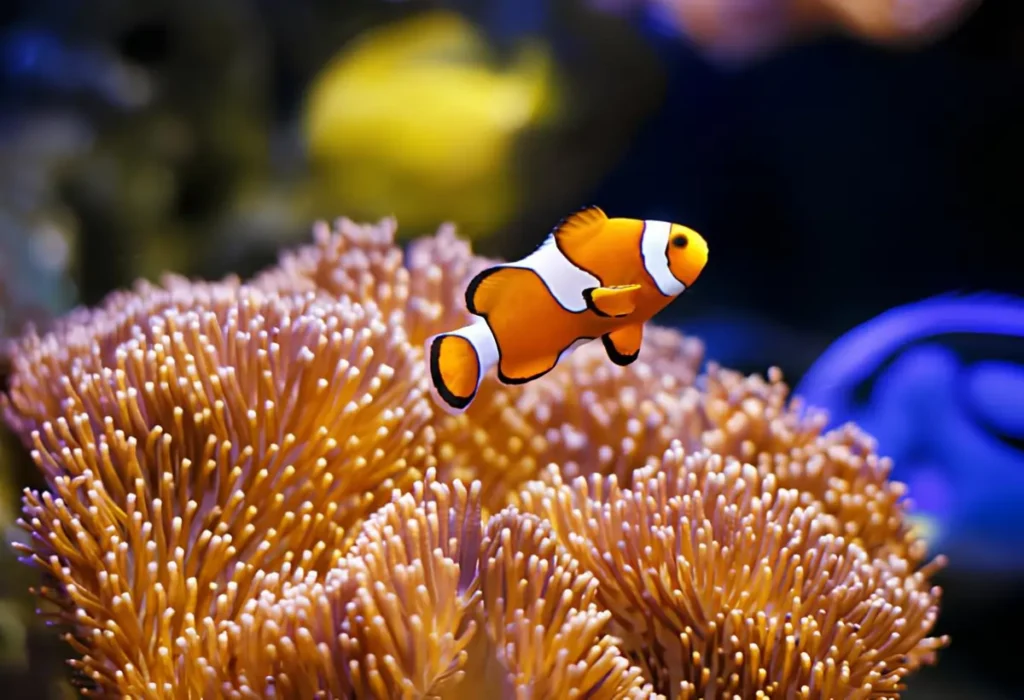 Um Peixe Palhaço Verdadeiro Amphiprion Percula em uma anêmona.