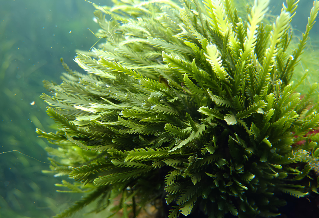 Planta Caulerpa taxifolia.