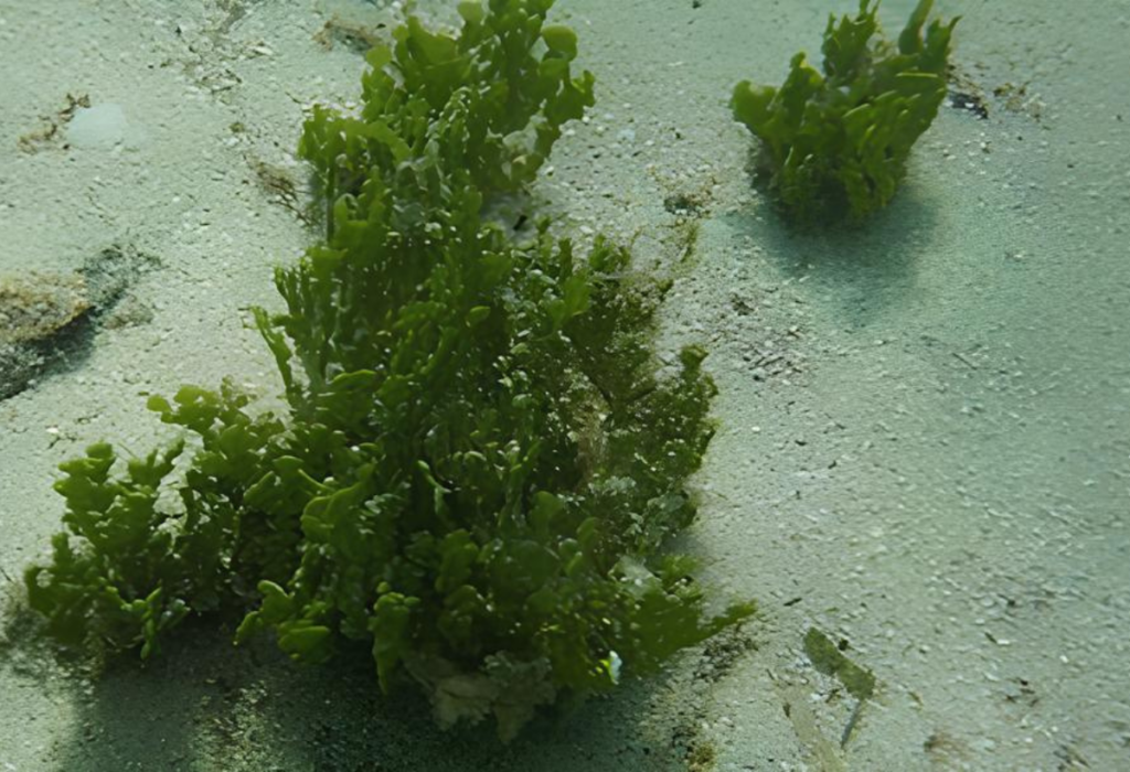 Halimeda Tuna uma planta aquática.