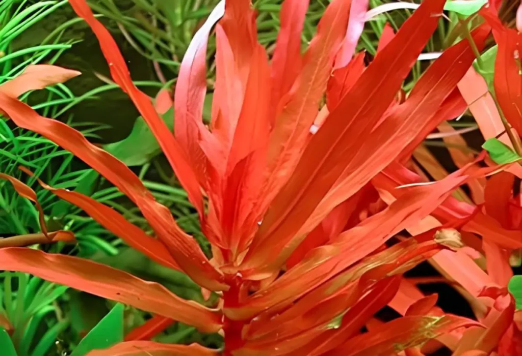 Plantas Aquática Ammannia Senegalensis.