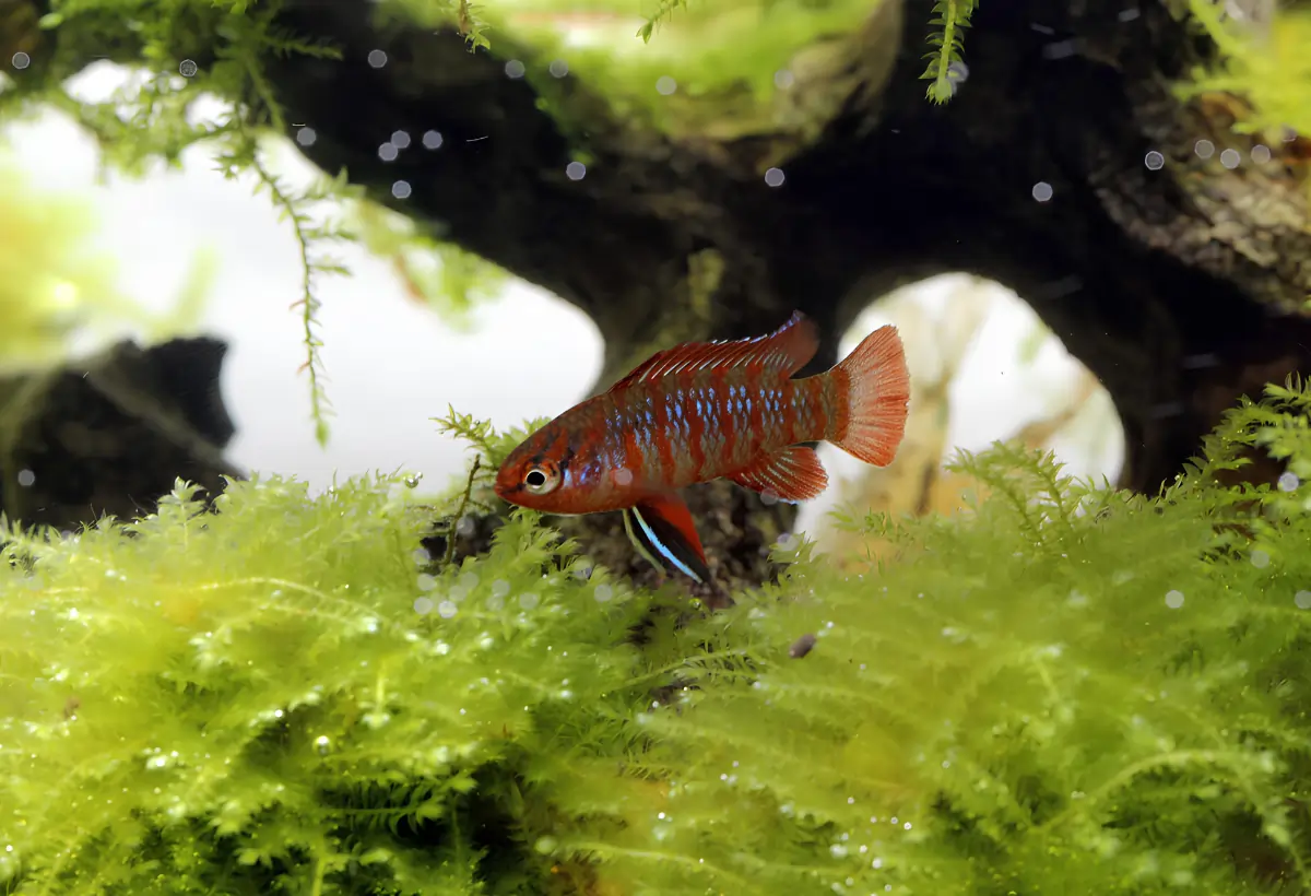 Uma aquário com um peixe e plantas Vesicularia montagnei