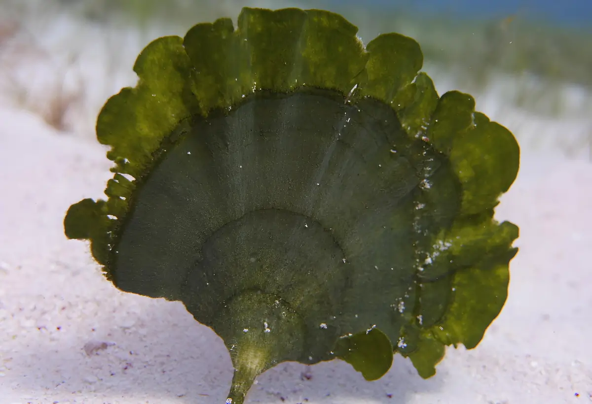 Uma alga Udotea Flabellum.