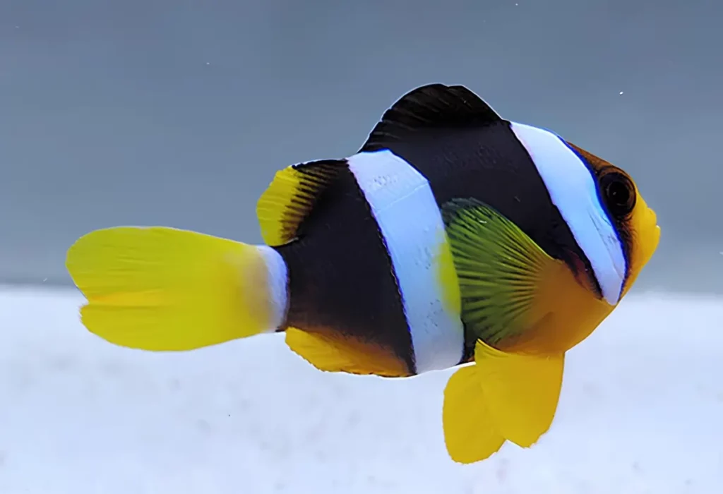 Um Peixe-palhaço de Clark Amphiprion clarkii.